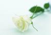 Flower wallpaper 28